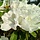 Azalea knaphill (mollis) 'Whitethroat' Wit