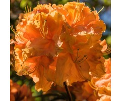 Azalea knaphill (mollis) 'Golden Eagle' Oranje