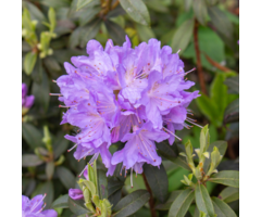 Dwerg rhododendron Lila