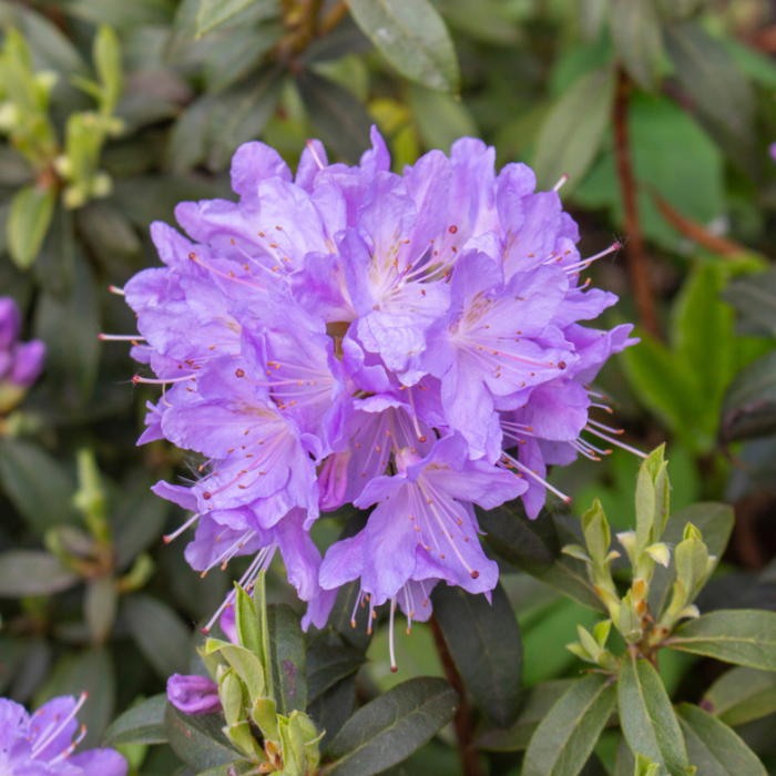 Dwerg rhododendron Lila