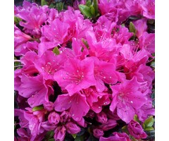 Azalea japonica Paars-lila
