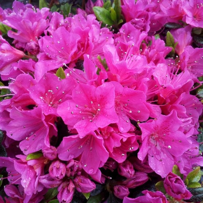 Azalea japonica Paars-lila