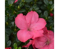 Azalea japonica Roze