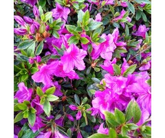 Azalea japonica Donkerpaars