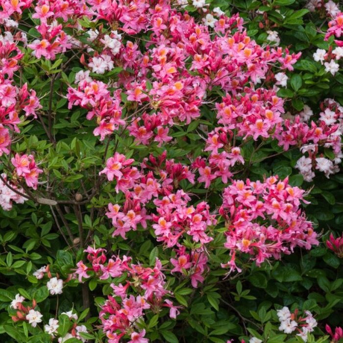 Azalea japonica Roze-rood