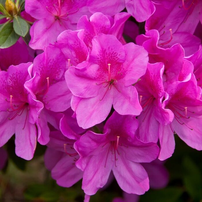 Azalea japonica Lila-blauw