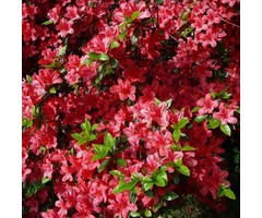 Azalea japonica Kersrood
