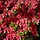 Azalea japonica Kersrood