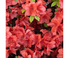 Azalea japonica Oranje