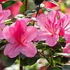 Azalea japonica Roze-lila