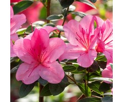 Azalea japonica Roze-lila