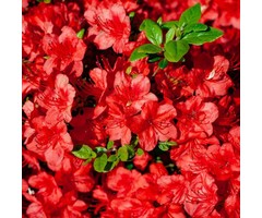Azalea japonica Oranje-rood