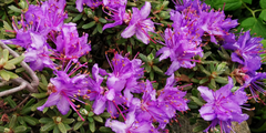 Rhododendrons (en Azalea's)