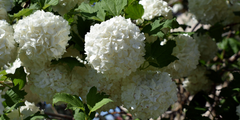 Sneeuwbal (Viburnum)