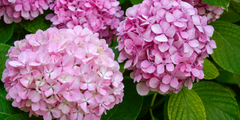 Hortensia