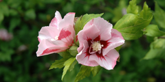 Hibiscus