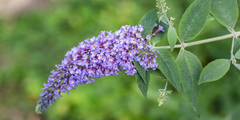Vlinderstruik (Buddleja)