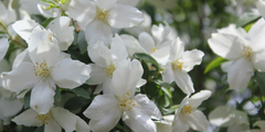 Boerenjasmijn (Philadelphus)