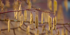 Hazelaar (Corylus)