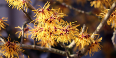 Toverhazelaar (Hamamelis)