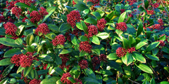 Skimmia