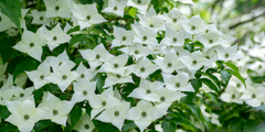 Kornoelje (Cornus)