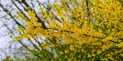 Forsythia