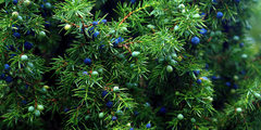 Jeneverbes (Juniperus)