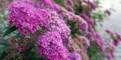 Spierstruik (Spiraea)