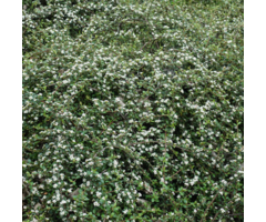 Cotoneaster microphyllus 'Strieb's Findling' - Dwergmispel