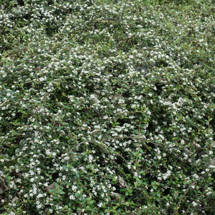 Cotoneaster microphyllus 'Strieb's Findling' - Dwergmispel