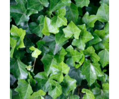 Hedera helix - Kleinbladige klimop