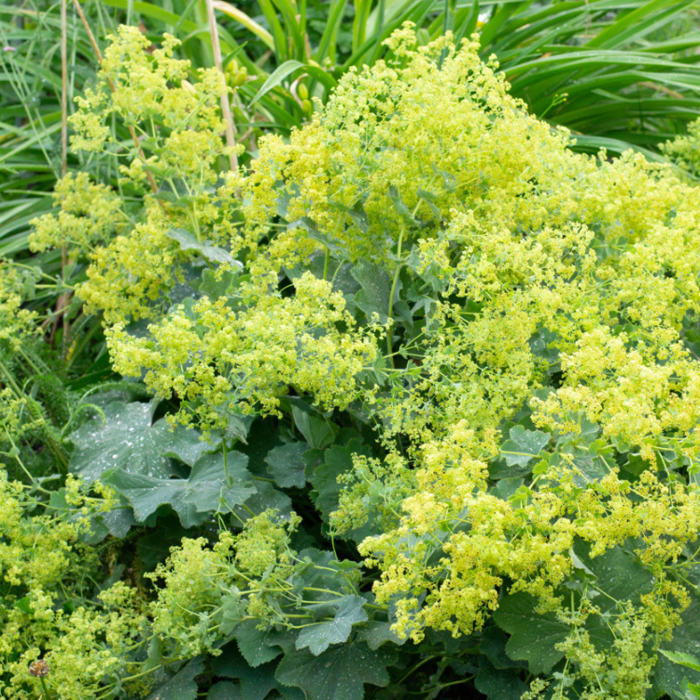 Vrouwenmantel - Alchemilla mollis