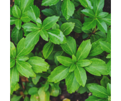 Pachysandra terminalis 'Green Carpet' - Schaduwkruid