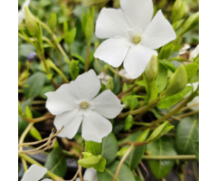 Vinca minor 'Alba' - Maagdenpalm