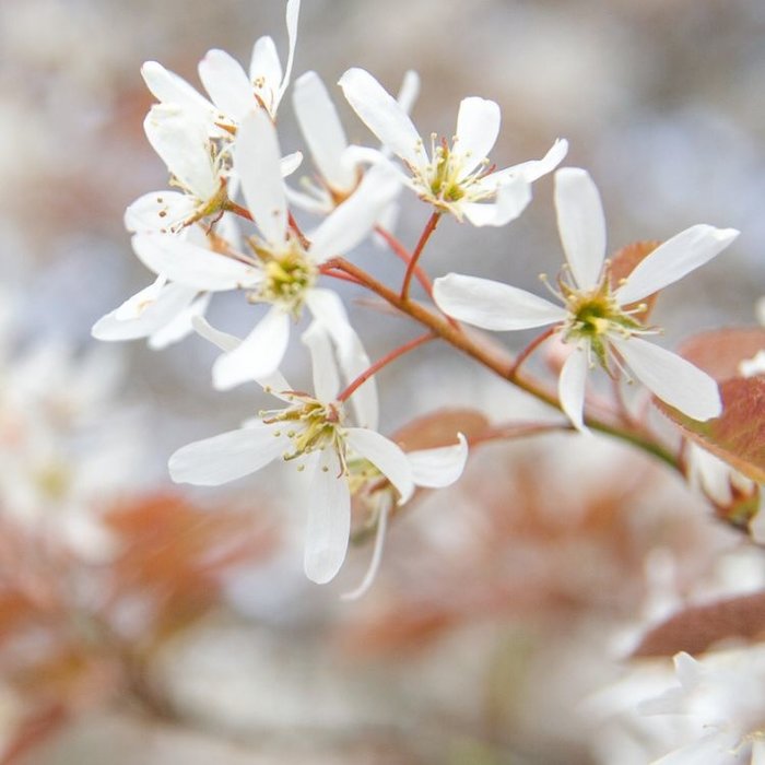 Krentenboom - Amelanchier arborea 'Robin Hill'