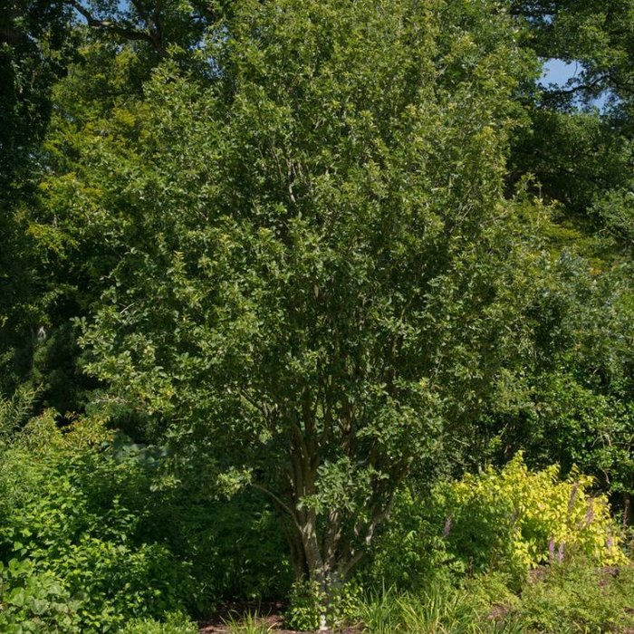 Krentenboom - Amelanchier laevis 'Ballerina'