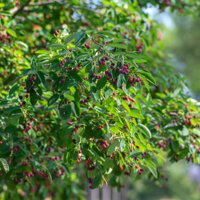 Krentenboom - Amelanchier lamarckii