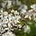 Krentenboom - Amelanchier lamarckii