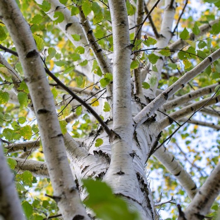 Ruwe berk - Betula pendula