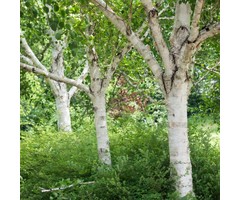 Ruwe berk - Betula pendula