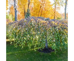 Treurberk - Betula pendula 'Youngii'