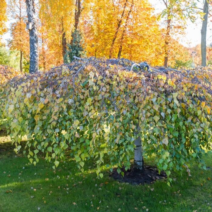 Treurberk - Betula pendula 'Youngii'