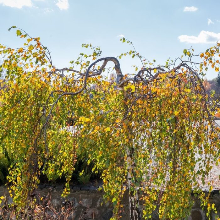 Treurberk - Betula pendula 'Youngii'