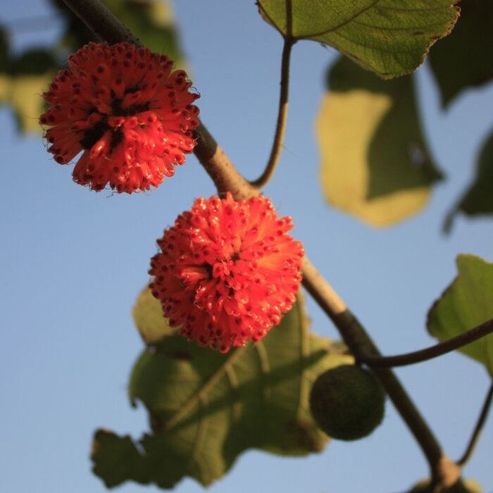 Papiermoerbei - Broussonetia papyrifera