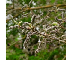 Papiermoerbei - Broussonetia papyrifera