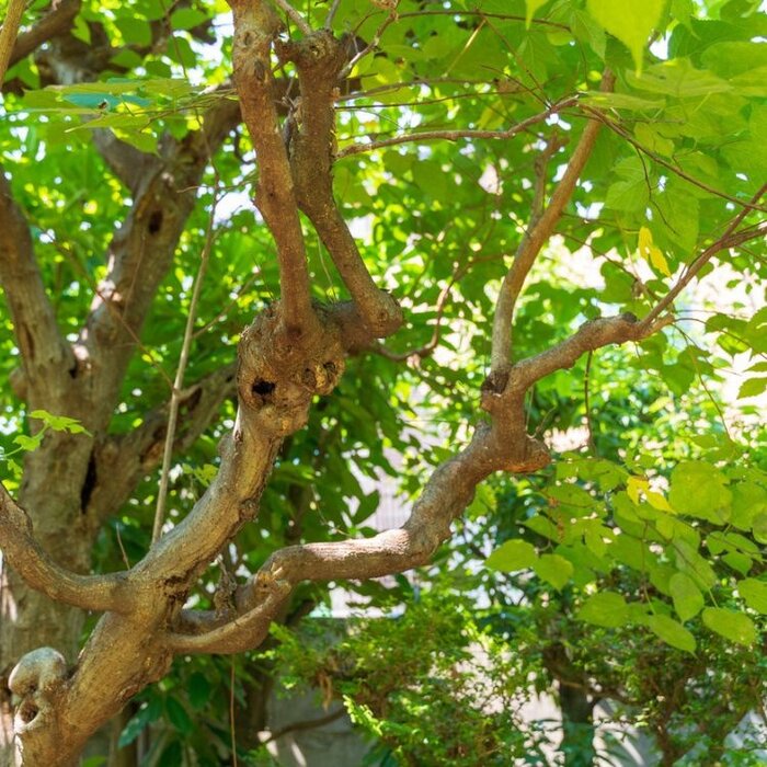 Papiermoerbei - Broussonetia papyrifera