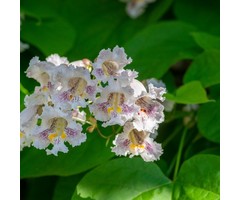 Catalpa boom  - Catalpa bignonioides
