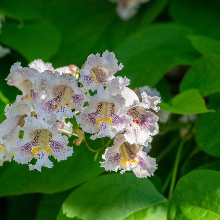 Catalpa boom  - Catalpa bignonioides