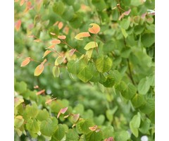 Katsuraboom - Cercidiphyllum japonicum